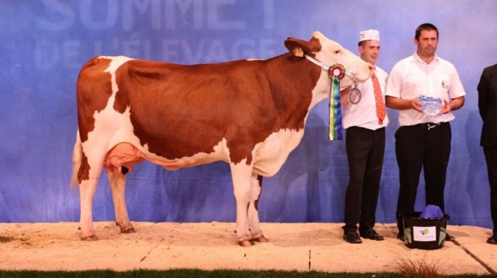 Fleur, à l'Elevage Cussac Fouillet, grande championne
