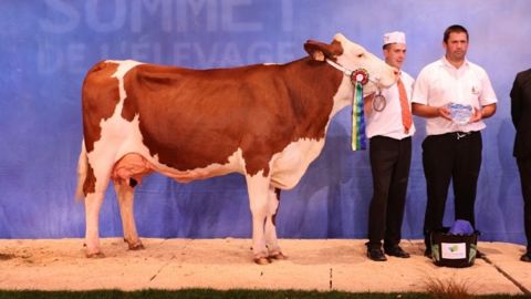 Fleur, à l'Elevage Cussac Fouillet, grande championne