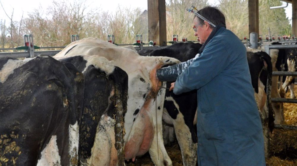 Un tiers d'entre vous pratiquent l'insémination par l'éleveur (Ipe)