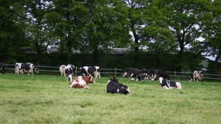 Contractualisation : ce qui va changer pour les producteurs de lait Contractualisation : ce qui va changer pour les producteurs de lait