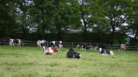 Contractualisation : ce qui va changer pour les producteurs de lait Contractualisation : ce qui va changer pour les producteurs de lait