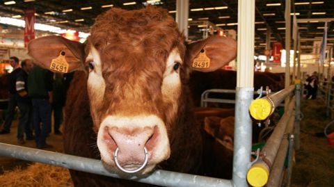 Les éleveurs gardent leurs vaches en attendant les nouvelles aides couplées Les éleveurs gardent leurs vaches en attendant les nouvelles aides couplées
