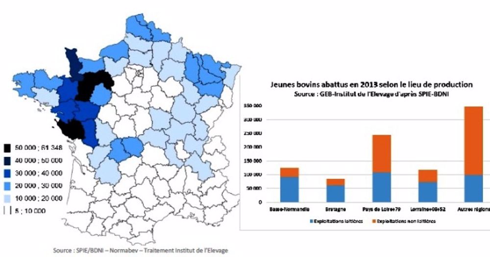 Jusqu'à 20 % de jeunes bovins en moins dans les exploitations laitières en 2020