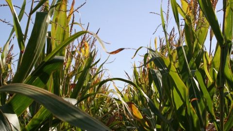 Conditions climatiques favorables pour la récolte de maïs en Europe et mer Noire