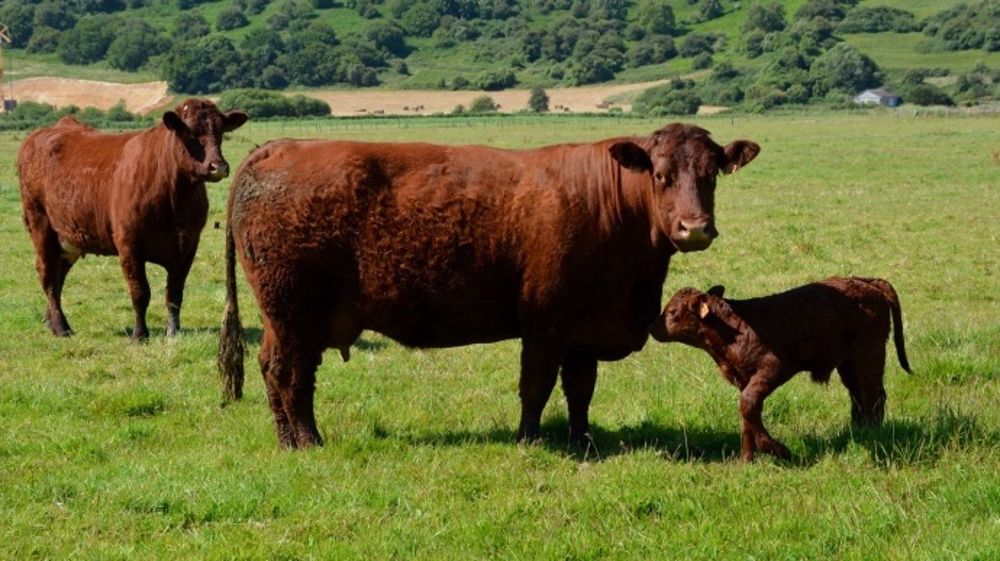 La Fnsea en campagne contre la « désinformation » des « anti-élevage » La Fnsea en campagne contre la « désinformation » des « anti-élevage »