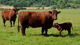 La Fnsea en campagne contre la « désinformation » des « anti-élevage » La Fnsea en campagne contre la « désinformation » des « anti-élevage »