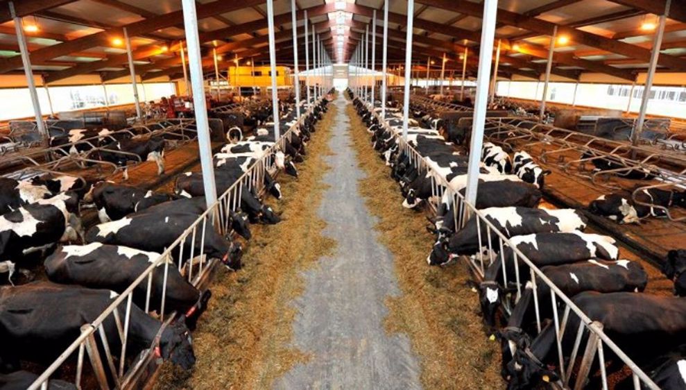 Ces fermes ovnis de 1.000 vaches et plus, entièrement robotisées