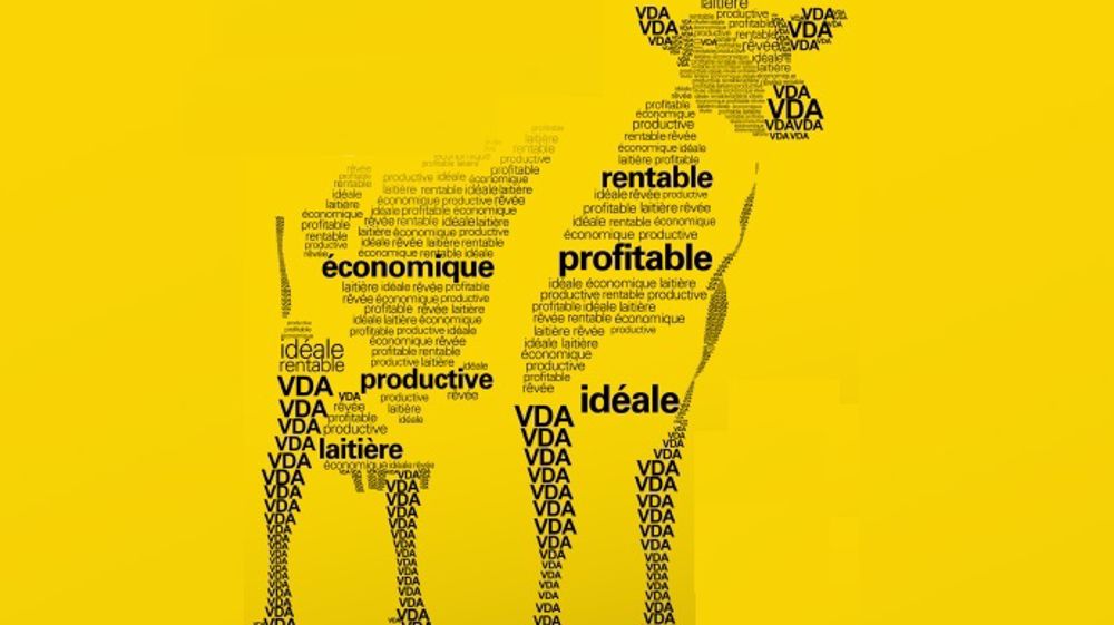 Votez pour élire la vache de l’année 2014