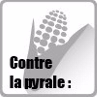 Lutte contre la pyrale Lutte contre la pyrale
