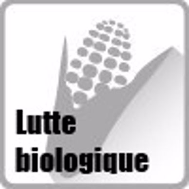 Le biocontrôle contre la pyrale Le biocontrôle contre la pyrale