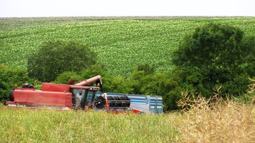La baisse du prix du pétrole entraîne temporairement celle des huiles végétales