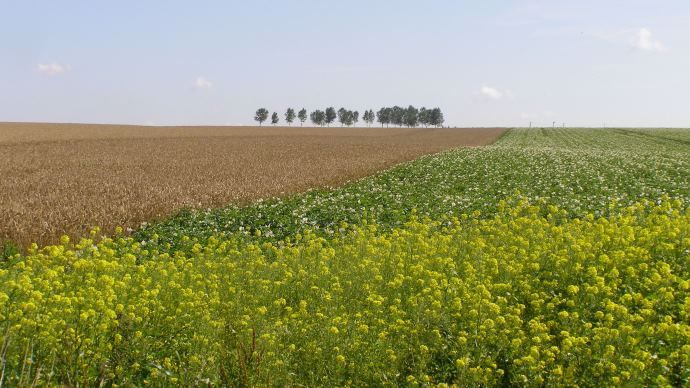 Champs cultivés