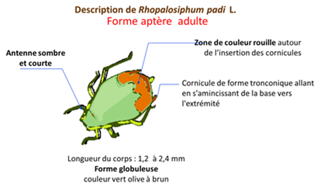 Pucerons de l’espèce Rhopalosiphum padi