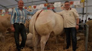 A Roanne, un succès pour la fête du Charolais A Roanne, un succès pour la fête du Charolais