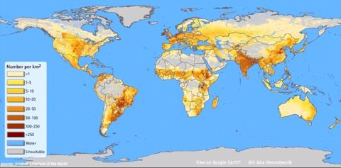 Découvrez l’étonnante répartition des bovins à travers le monde