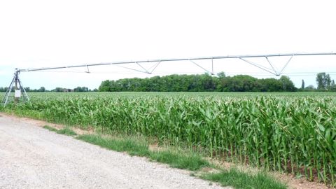Les rendements record de 10,7 t/ha ne rendent pas la culture rentable