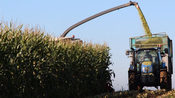 Ensilage maïs