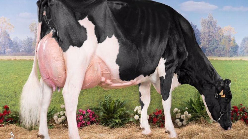 Et la vache de l’année 2014 est l’incroyable... Et la vache de l’année 2014 est l’incroyable...