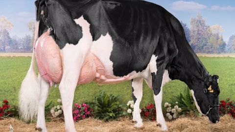 Et la vache de l’année 2014 est l’incroyable... Et la vache de l’année 2014 est l’incroyable...