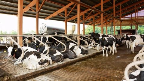 Elevage laitier en Allemagne. Les producteurs de lait en France ont de nombreux atouts pour être compétitifs à condition de s'engager dans un vaste programme de modernisation de leurs installations. (©Terre-net Média.) Elevage laitier en Allemagne. Les producteurs de lait en France ont de nombreux atouts pour être compétitifs à condition de s'engager dans un vaste programme de modernisation de leurs installations. (©Terre-net Média.)