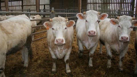 Les exploitations laitières resteront des producteurs importants de viande