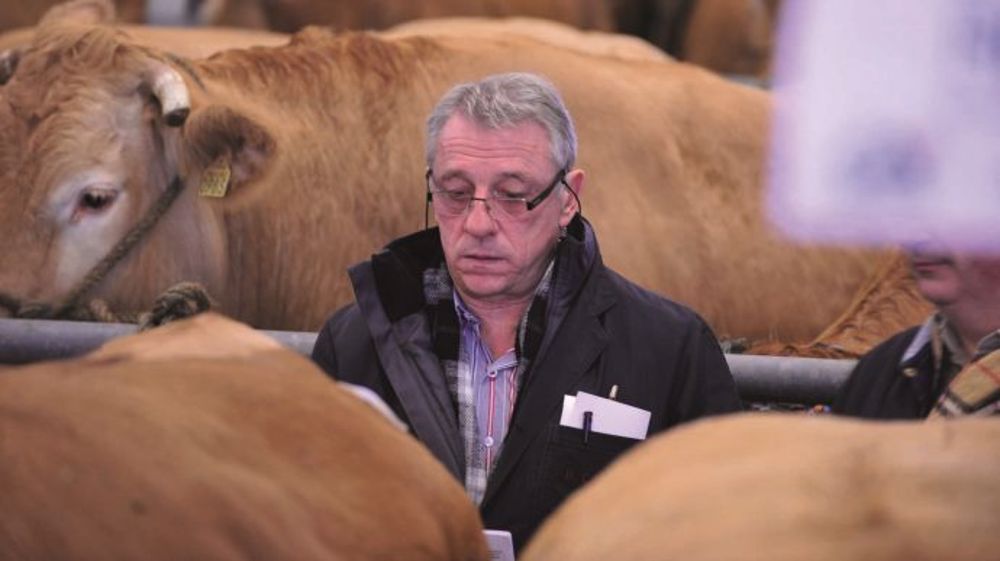 A Rabastens de Bigorre - Abondance de qualité au concours vaches grasses A Rabastens de Bigorre - Abondance de qualité au concours vaches grasses