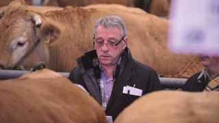 A Rabastens de Bigorre - Abondance de qualité au concours vaches grasses A Rabastens de Bigorre - Abondance de qualité au concours vaches grasses