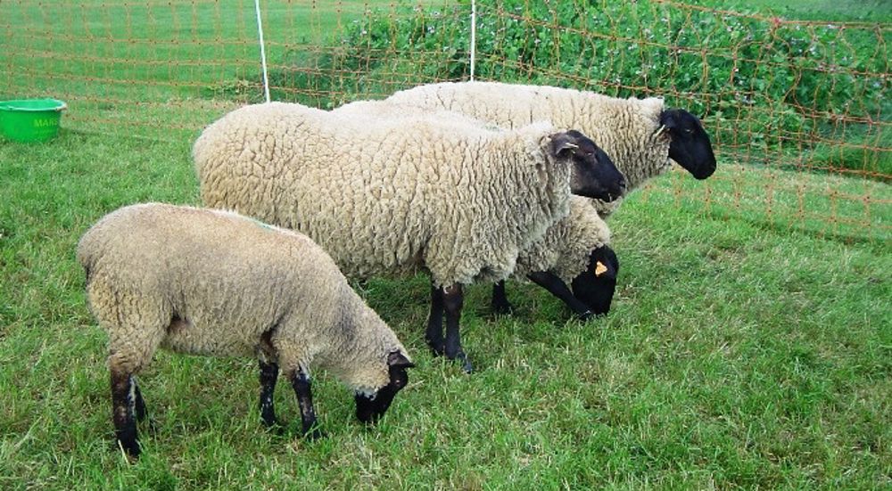 L’aide ovine variera de 18 à 29 € par animal éligible