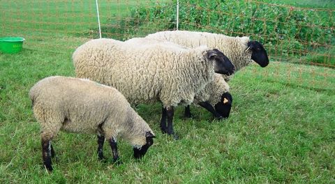 L’aide ovine variera de 18 à 29 € par animal éligible L’aide ovine variera de 18 à 29 € par animal éligible