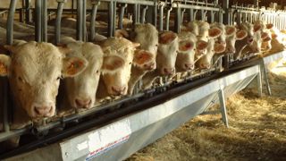 Vente aux enchères de reproducteurs le 22 janvier au Marault (58) Vente aux enchères de reproducteurs le 22 janvier au Marault (58)