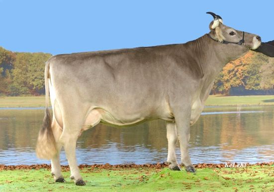 ZILLA (ELDORADO x MARKUS-ET) à Anderegg - Jäggli Alfred + Judith, 3860 Meiringen 