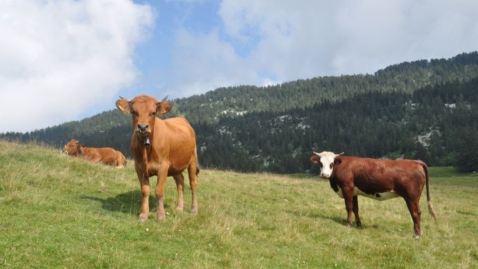 Vaches dans les alpages