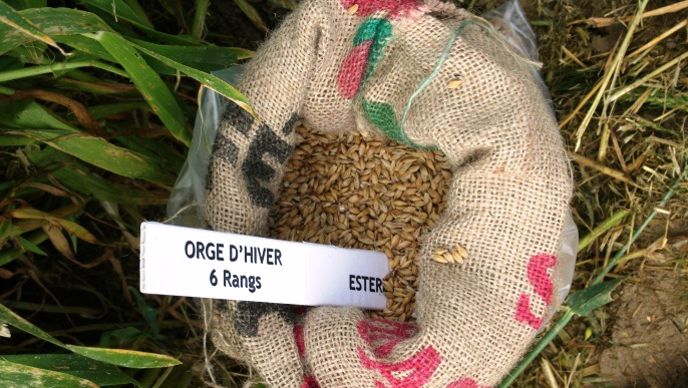 Les prix fermes des orges de mouture et des orges brassicoles profitent d’une augmentation de respectivement +10 et +8 euros sur le mois de décembre. 