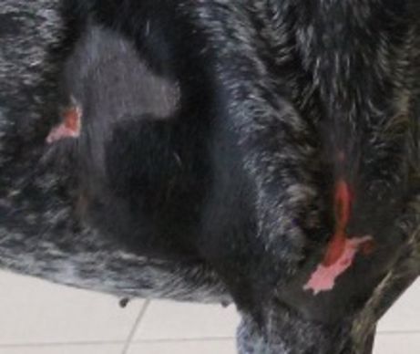 plaies sur chien miel