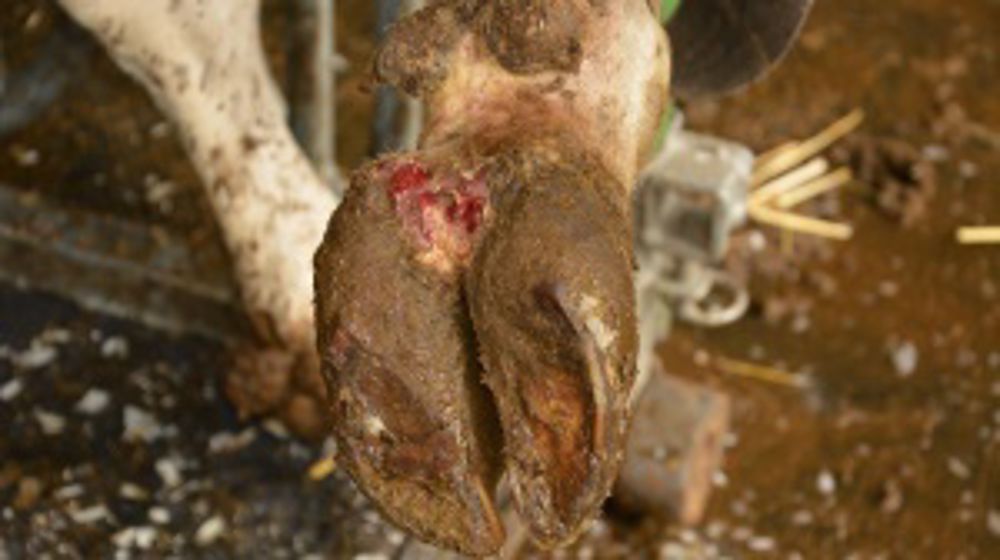 Nutrageo, un aliment pour réduire l’impact de la dermatite digitée