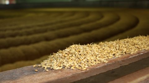 Du malt pour le grand export à partir des orges françaises