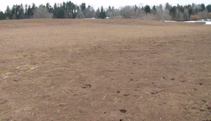 Prairie dévastée par les campagnols à Fuans, dans le Doubs en sortie d'hiver 2004.