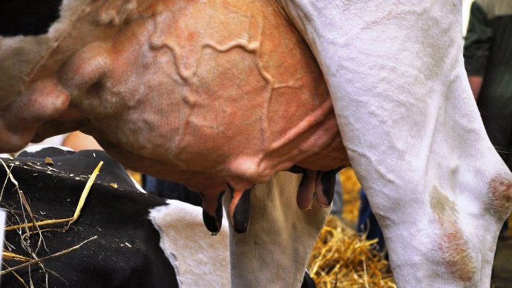 Jusqu’à 110 € de baisse par tonne de lait