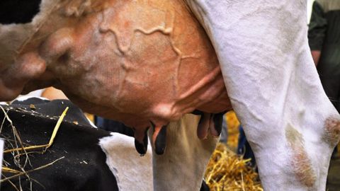 Jusqu’à 110 € de baisse par tonne de lait Jusqu’à 110 € de baisse par tonne de lait