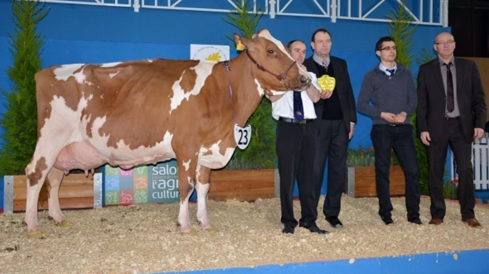 Haltica, sacrée grande championne