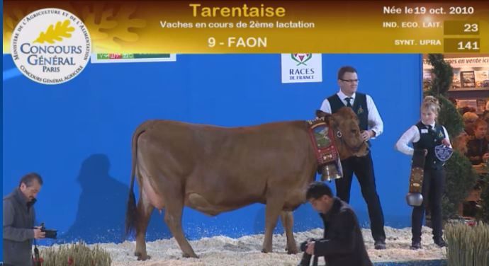 Faon, championne jeune de la race tarentaise
