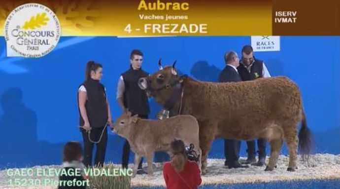 Frézade, jeune vache Aubrac à l'élevage Vidalenc.