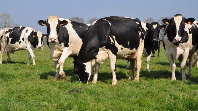 Vaches laitières