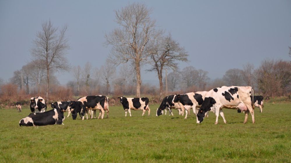 Bien préparer la mise à l'herbe