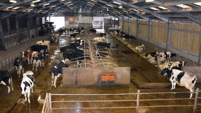 Bâtiment vaches laitière logette matelas