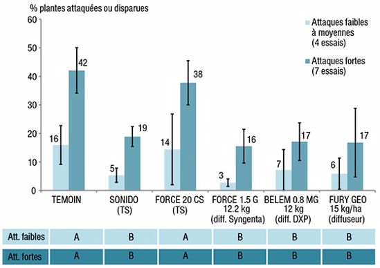 Attaques de taupins : des réponses différentes selon les produits