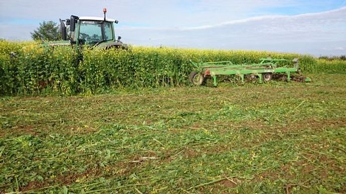 Destruction du couvert de moutarde au Compil.