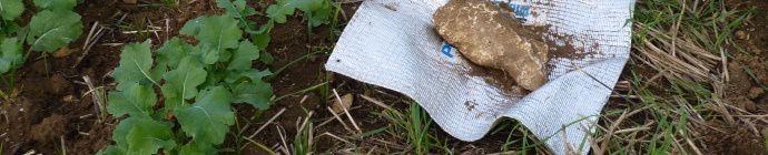 Piège à limaces en colza