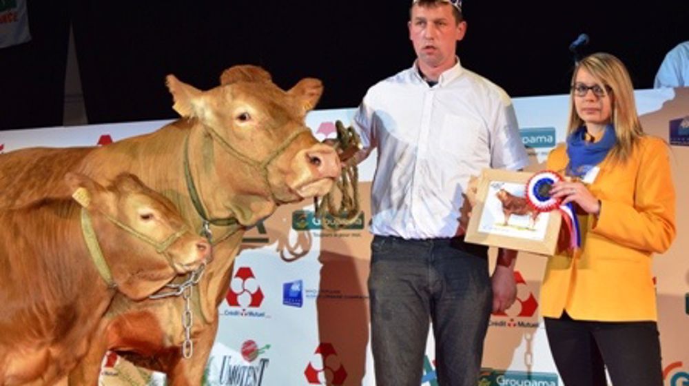 Championne vache : Etoile au Gaec de Veline dans la Meuse. (©Eurogénétique) 