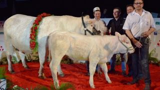 Elsa, championne en race charolaise à Eurogénétique 2015. (©Arsoe) Elsa, championne en race charolaise à Eurogénétique 2015. (©Arsoe)